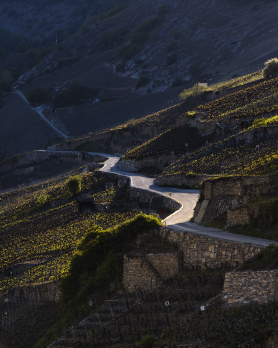 Vétroz vineyards