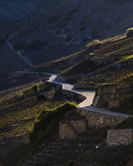 Vétroz vineyards