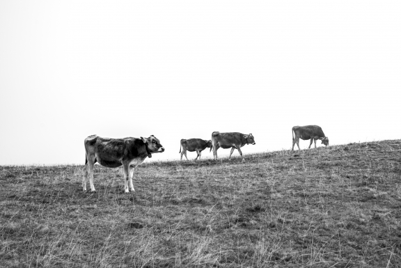 Cows on Mont Salève